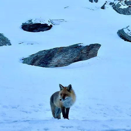 Bouque Georgeoline Διαμέρισμα *