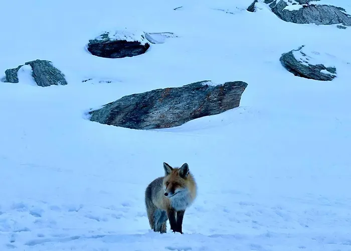 Bouque Georgeoline Lägenhet *